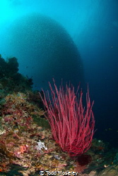 sea whips and anchovy ball by Todd Moseley 